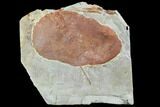 Fossil Leaf (Zizyphoides) - Montana #101881-1